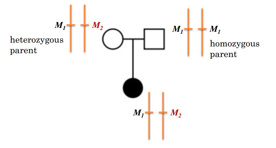 基于家系數(shù)據(jù)的GWAS分析是怎樣的